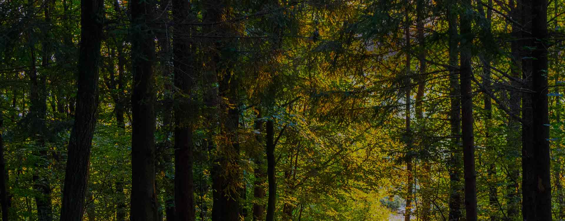 dense green forest